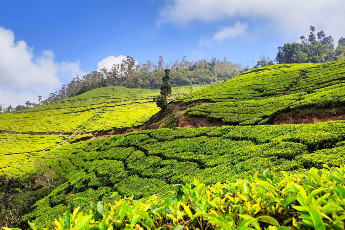 South India Tours